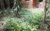 Туры в отель Green leaf cabanas