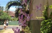 Туры в отель Manik Home Stay