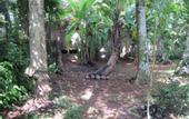 Туры в отель Jungleside House