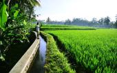 Туры в отель Ubud Sawah Homestay
