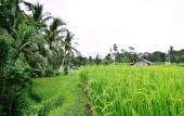 Туры в отель Ubud Sawah Homestay