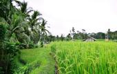 Туры в отель Ubud Sawah Homestay