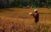 Туры в отель Ubud Sawah Homestay