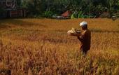 Туры в отель Ubud Sawah Homestay