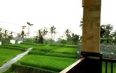 Туры в отель Ubud Sawah Homestay