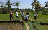 Туры в отель Ubud Sawah Homestay