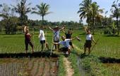 Туры в отель Ubud Sawah Homestay