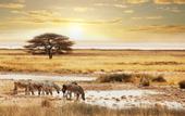Туры в отель Lotos Inn & Suites, Nairobi