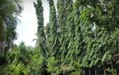 Туры в отель Villa Sunshine Hotel