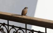 Туры в отель Riad Dar Massai