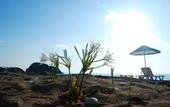 Туры в отель Ugur Pansiyon Bungalows