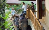 Туры в отель Mason Elephant Lodge