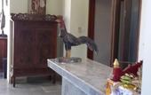 Туры в отель Amed Beach Villa