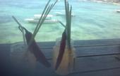 Туры в отель Lembongan Harmony Villas