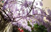 Туры в отель Locanda Orchidea - B&B