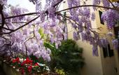 Туры в отель Locanda Orchidea - B&B