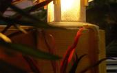 Туры в отель Thaphae Garden Guesthouse