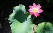 Туры в отель Gunung Paradis Retreat
