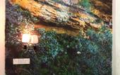Туры в отель Rain Forest Hotel