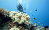 Туры в отель Manta Dive Resort Gili Air