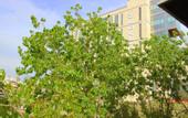 Туры в отель Almond Hill Apart