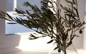 Туры в отель Mykonos Moussa Suites