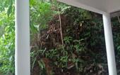 Туры в отель The Jungle House