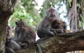 Туры в отель Anumana Ubud Bali