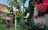 Туры в отель Feeloxenia Corfu Apartments