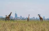 Туры в отель Park Inn by Radisson Nairobi Westlands