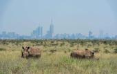 Туры в отель Park Inn by Radisson Nairobi Westlands