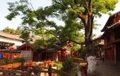 Туры в отель Lijiang Dog and Cat House
