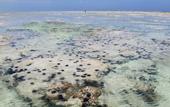 Туры в отель Ujamaa Beach Resort Zanzibar