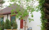 Туры в отель Triple Tree Beach Resort