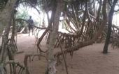 Туры в отель Ravana Beach Cabanas