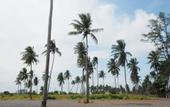Туры в отель Lotus Seaview Beach Resort