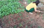 Туры в отель Green Homestay