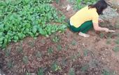 Туры в отель Green Homestay