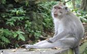 Туры в отель Kadiga Villas Ubud by GenuineHost