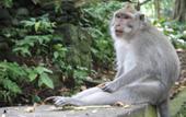 Туры в отель Kadiga Villas Ubud by GenuineHost