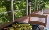 Туры в отель Kapri Termal Hotel & Kaplica Yalova