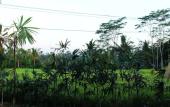 Туры в отель Villa Kemuning Ubud
