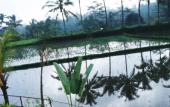 Туры в отель Villa Kemuning Ubud