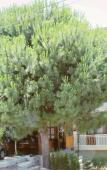 Туры в отель Grand Yayla Hotel