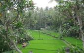 Туры в отель Bakung Ubud Resort and Villa