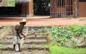 Туры в отель Sigiriya Lodge - Hostel