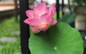 Туры в отель The Wishes Hotel at Chiangmai