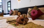 Туры в отель Absolute Scuba Bali Dive Resort