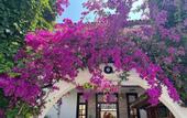 Туры в отель Palma Rosa Hotel