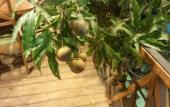 Туры в отель Hotel Mango Garden